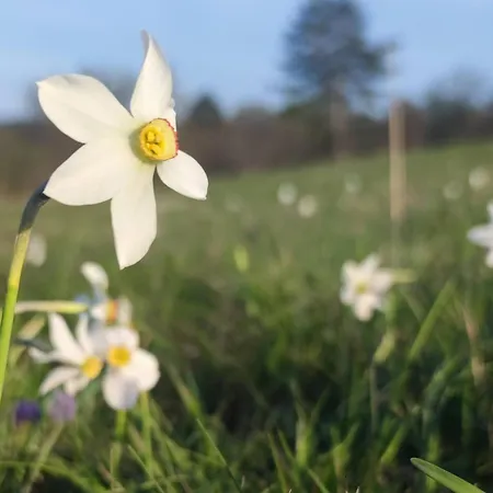 Apartma Jezevi بيت للعطل *