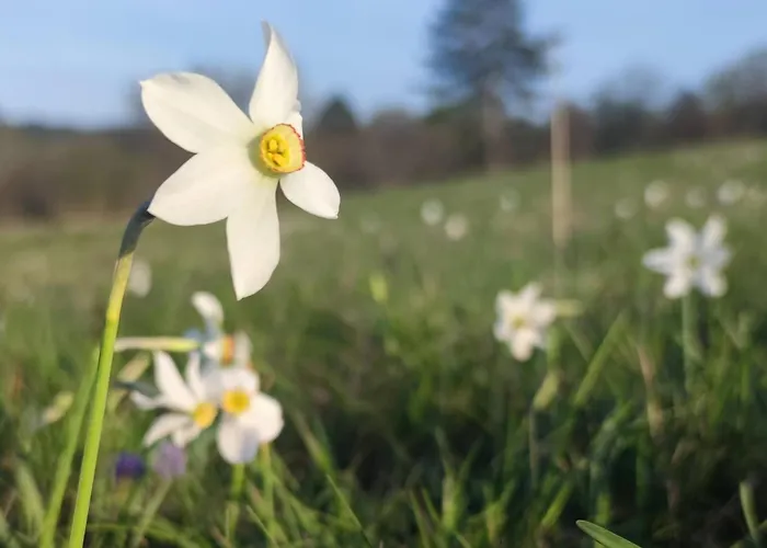 Apartma Jezevi Σπίτι διακοπών *
